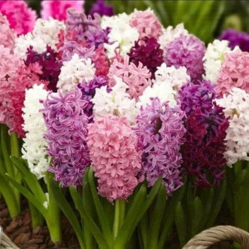 Hyacinth pretty pink - in,