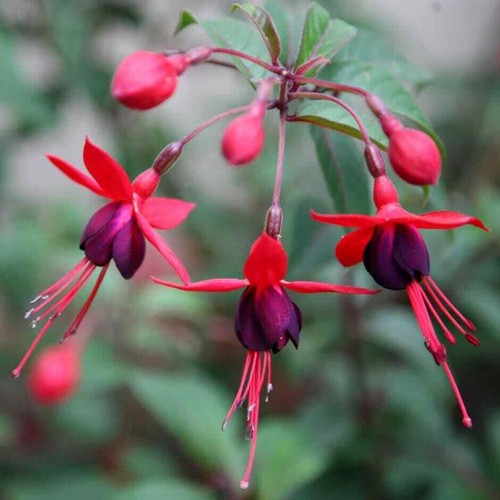 Hardy fuchsia mrs popple - 6,
