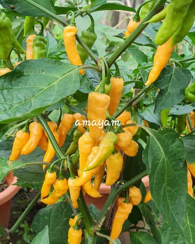 Australian ghost chilli - ,