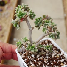 Aeonium Lindleyi Plant 6cm