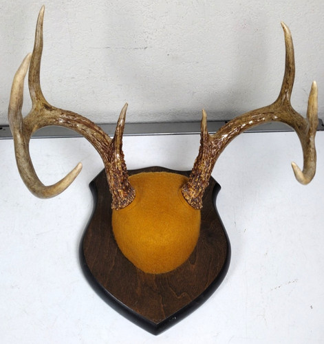 Vintage 1970s texas point - 1970s, 8-point