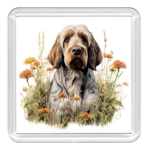 Italian spinone dog acrylic - spinone,