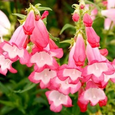 Penstemon Pink Flamingo, 1 x