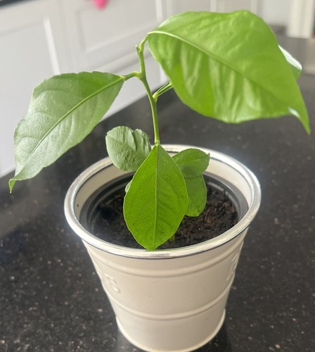Lemon tree citrus plant - plant, in