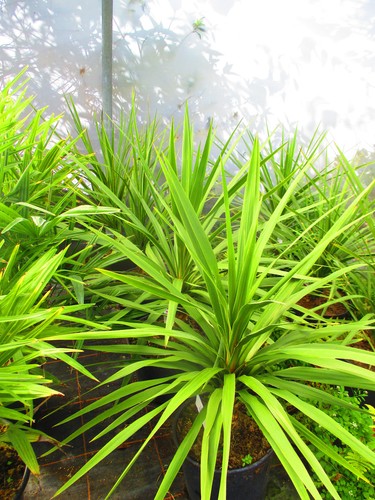 5ft torbay palm - 3.5ft, pot)