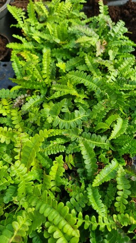 Blechnum penna marina hardy - penna-marina,