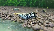 (PRESALE) Top Grade Blue Galaxy Snowflake Fishbone Caridina Shrimp. Live Shrimp