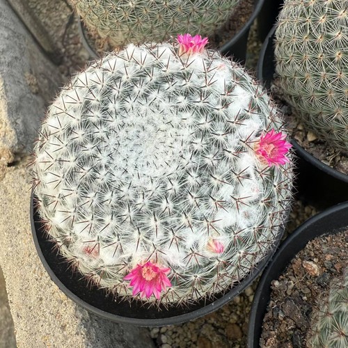 Mammillaria brauneana