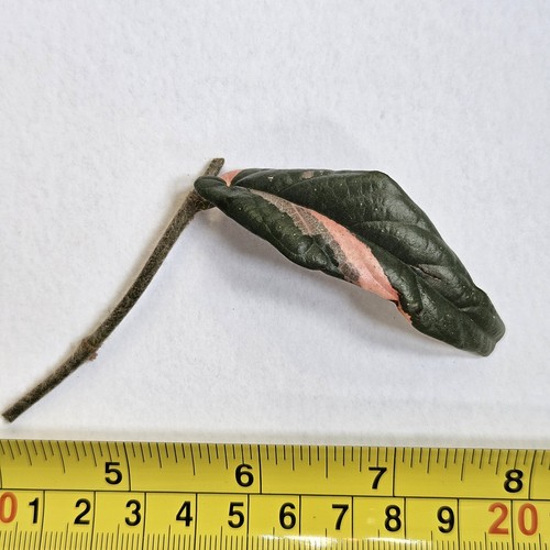 Ficus sagittata variegated - sagittata,