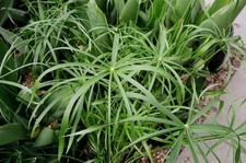 Cyperus involucratus Umbrella plant 9cm pot Hardy UK Zone 9 Outdoor grown