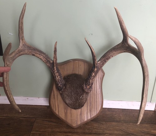Vtg point deer antler mount - deer,