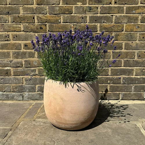 Large lavender plants bee - large,