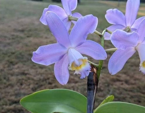Cattleya loddigesii blue sky - loddigesii, sky'
