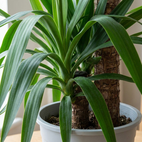 Yucca elephantipes spineless - yucca,