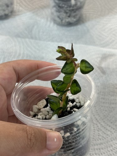 Hoya chinghungensis inner