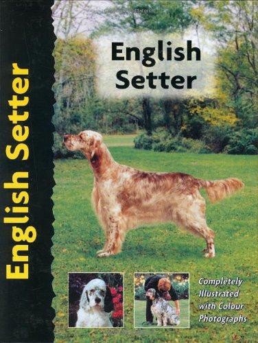 English setter pet love - setter, (pet