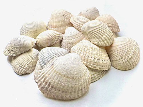 Natural cockle seashell for - natural,