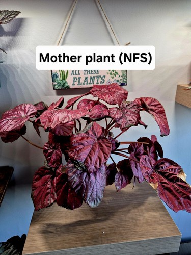 Rare begonia inca flame - 'inca, flame'