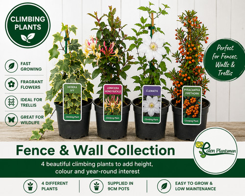 Climbing wall plants x4 - climbing,