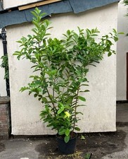 10x 6-7ft INSTANT Hedge Cherry