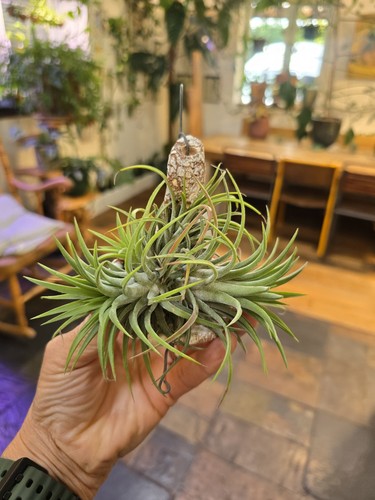 Tillandsia ionantha rubra - tillandsia,