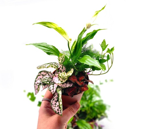 Terrarium plant bundle 5 - plant,