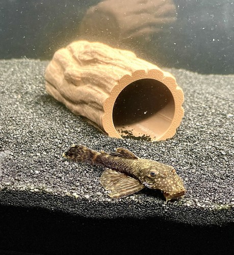 Pleco cave wood decoration - pleco,