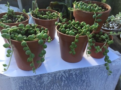 Senecio rowleyanus string - rowleyanus, of