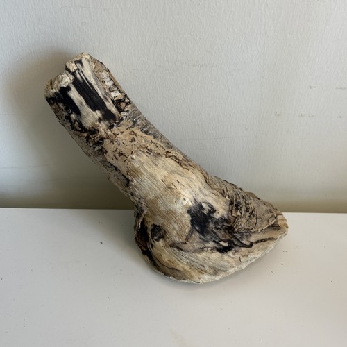 Unique driftwood tree stump - 1,