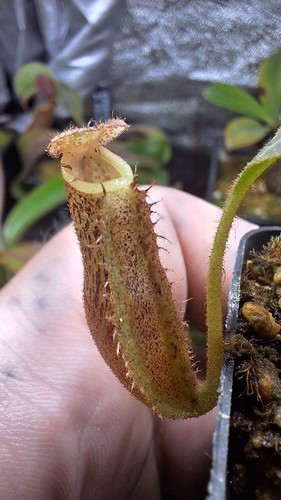 Nepenthes veitchii big - nepenthes,