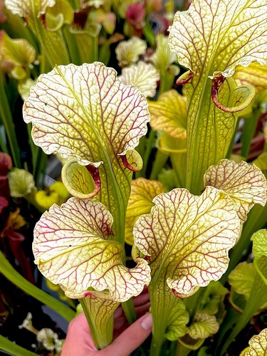 Sarracenia moorei marston - sarracenia,
