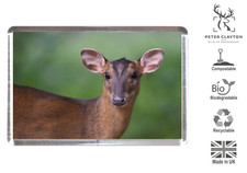 Fridge Magnet: Muntjac Deer Doe Portrait Face Animal | Wildlife | Eco Friendly