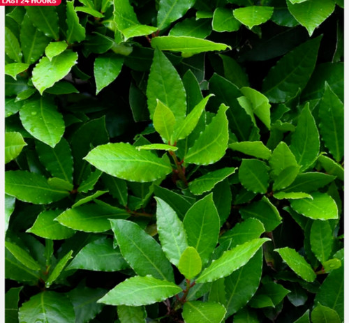 Bay tree small evergreen - tree,