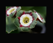 Primula auricula Minley Plant