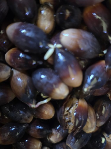 Live oak sprouted acorns - 5,