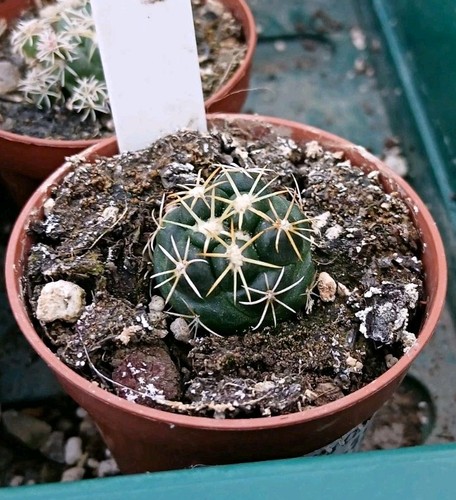 Coryphantha elephantidens