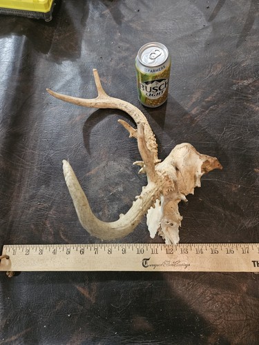 Wild freak point whitetail - 5,