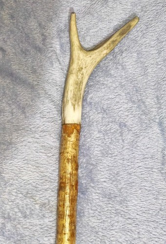 Vintage deer antler hazel - deer,