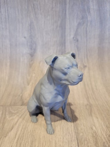 Staffordshire bull terrier - bull,