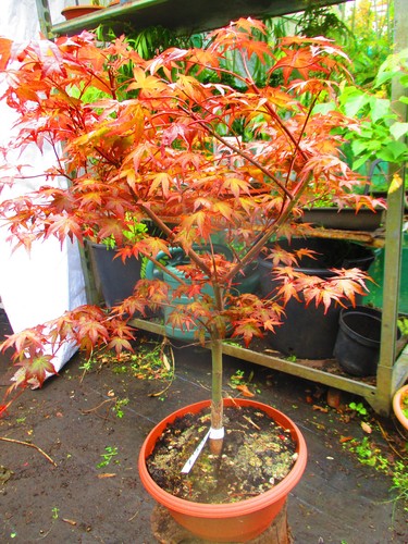 2ft inc pot outdoor bonsai - 2ft,