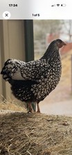 Lf Silver Laced Wyandotte Egg