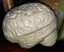 Scientific 4 Piece Human Brain Model Anatomy Numbered AWESOME WEIRD FUNKY COOL