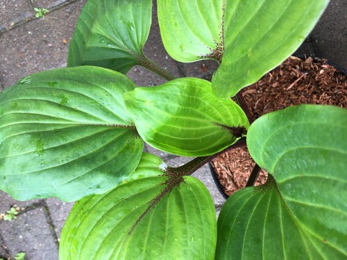 Hosta purple heart medium - hosta,