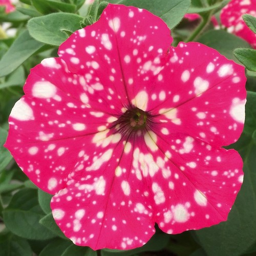 Petunia royal sky - sky, 6
