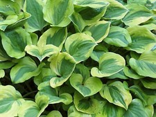 Hosta Grand Tiara  (Pot Grown Sent Out Ex Pots)