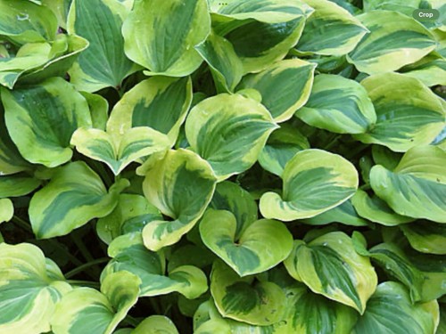 Hosta grand tiara pot - grand,