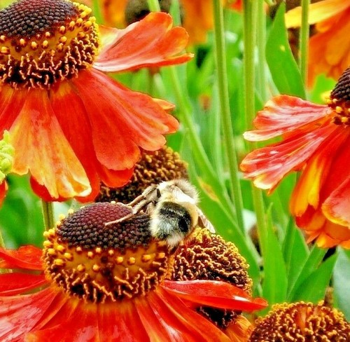 Red helenium seeds herbacious - red,