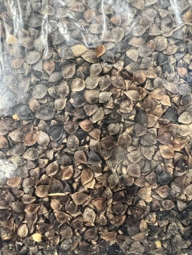 Buckwheat seed particle - seed,