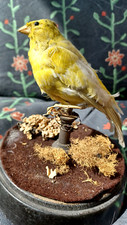 taxidermy yellow canary bird.Vintage.