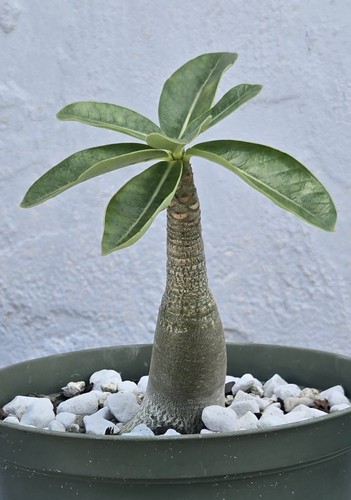 Thai soco chada petch - soco, adenium